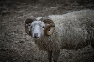 Κριάρι τραυμάτισε σοβαρά ηλικιωμένη σε χωριό των Τρικάλων