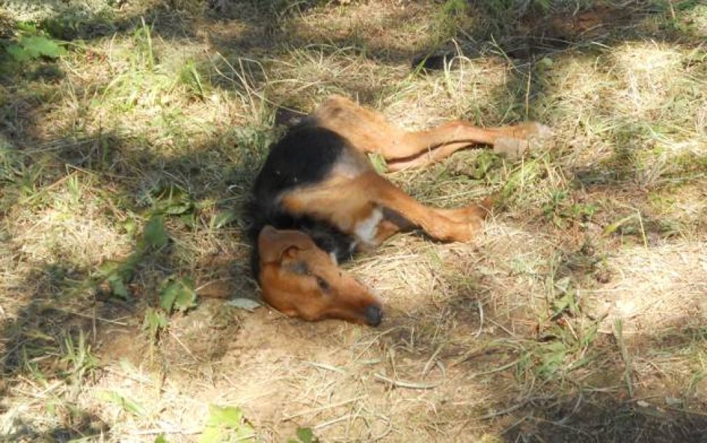 Καταγγέλλουν δεκάδες θανατώσεις σκυλιών στην Αγιά