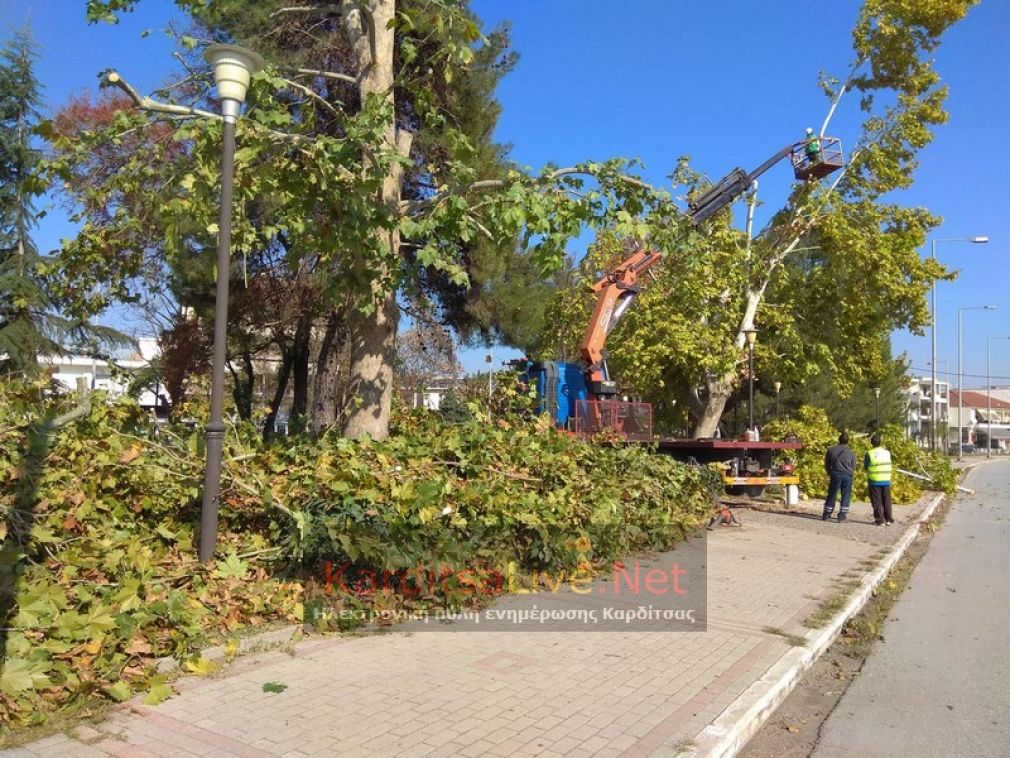 Κλαδεύονται για λόγους ασφαλείας ψηλά δέντρα σε όλη την Καρδίτσα - Άρρωστη η δαμασκηνιά που θα κοπεί στην πλατεία Δικαστηρίων (+Βίντεο)