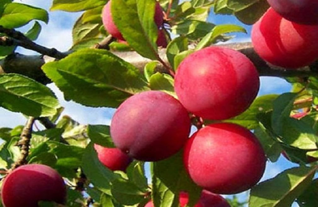 Εγκύκλιος υποβολής παραστατικών συμμόρφωσης ειδικών διατάξεων για το έτος εφαρμογής 2018 της Δράσης 10.1.08 του Μέτρου 10