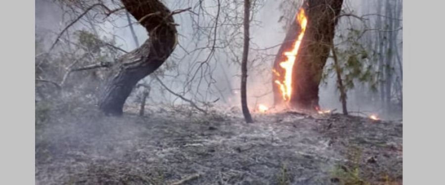 Υποχρεωτικά αναδασωτέες όλες οι καμένες εκτάσεις- Δημοσιεύτηκε η ΠΝΠ για τις πυρκαγιές