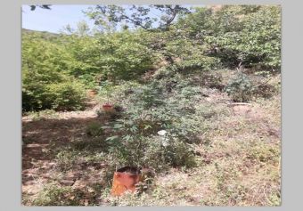 Μικρή φυτεία κάνναβης εντοπίστηκε στη λίμνη Πλαστήρα - Συνελήφθη ένας άνδρας