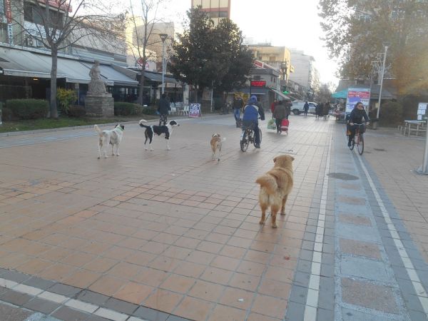 Έως 300.000 ευρώ στους Δήμους μέσω ΥΠ.ΕΣ. για δημιουργία καταφυγίων αδέσποτων ζώων