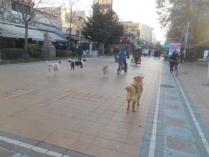 Έως 300.000 ευρώ στους Δήμους μέσω ΥΠ.ΕΣ. για δημιουργία καταφυγίων αδέσποτων ζώων