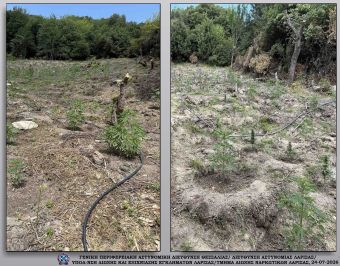 Εντοπισμός φυτείας κάνναβης με πάνω από 500 δενδρύλλια σε περιοχή του Δήμου Τεμπών