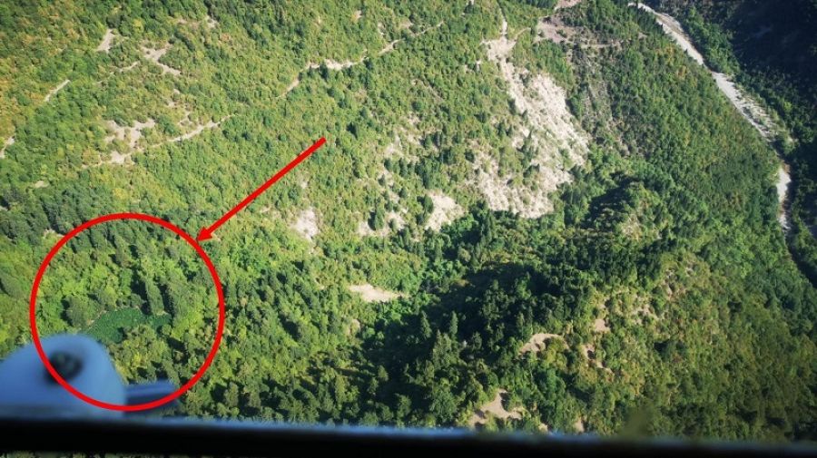 Δύο φυτείες κάνναβης εντοπίστηκαν στα ορεινά της Καρδίτσας - 4 συλλήψεις - 42 άτομα σε δύο δικογραφίες (+Φώτο +Βίντεο)