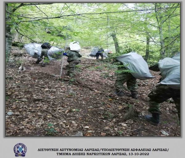 Εντοπίστηκαν 635 δενδρύλλια κάνναβης σε δασική έκταση 9 στρεμμάτων σε ημιορεινή περιοχή του Δήμου Ελασσόνας (+Φωτο +Βίντεο)
