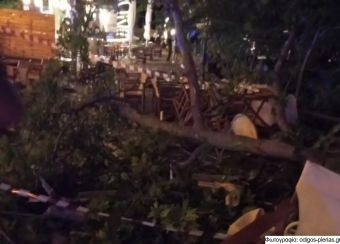 Πιερία: Θανάσιμος τραυματισμός 44χρονης Καρδιτσιώτισσας που καταπλακώθηκε από κλαδί πλατάνου (+Βίντεο)