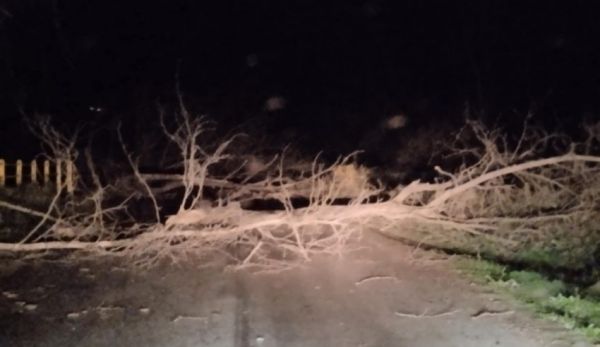 Πτώσεις δέντρων και πολλές άλλες ζημιές από το δυνατό αέρα στο Δήμο Πύλης
