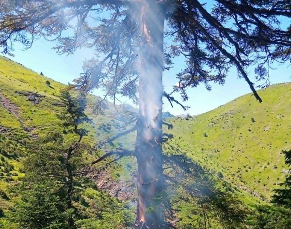 Ολοκληρώθηκε η κατάσβεση πυρκαγιάς σε έλατο στα Κουμπουριανά (+Φωτο)