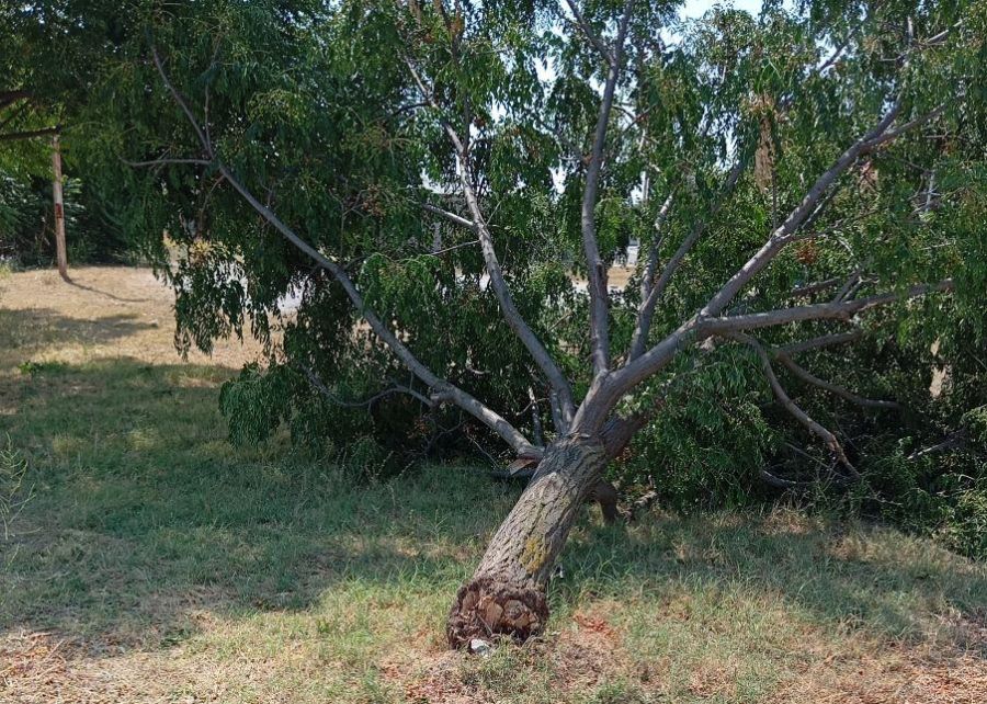 Στους πληγέντες παραγωγούς ο Δήμος Λαρισαίων - Αίτημα προς τον ΕΛΓΑ για καταγραφή ζημιών σε Ελευθερές, Τερψιθέα, Κοιλάδα και Λουτρό