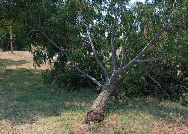 Στους πληγέντες παραγωγούς ο Δήμος Λαρισαίων - Αίτημα προς τον ΕΛΓΑ για καταγραφή ζημιών σε Ελευθερές, Τερψιθέα, Κοιλάδα και Λουτρό