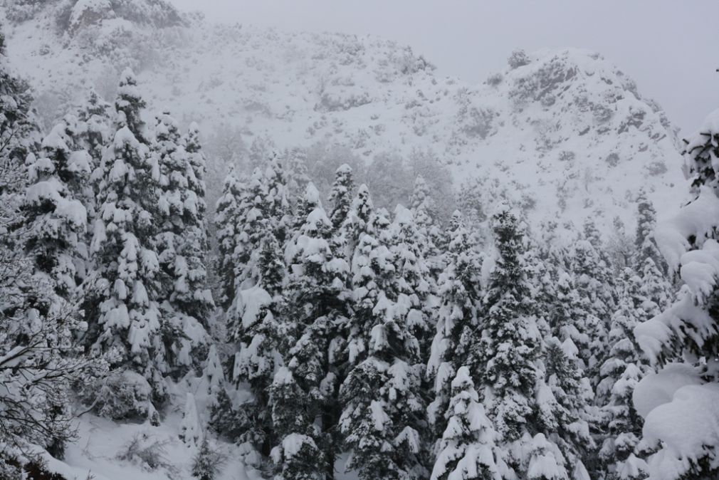 Έντονη χιονόπτωση από νωρίς το πρωί στα ορεινά μας - Χιονίζει και μέσα στην Καρδίτσα! (+Φώτο +Βίντεο)