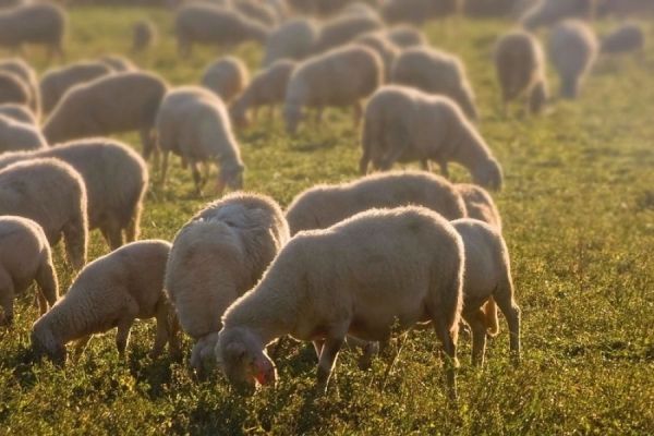 Πανώλη αιγοπροβάτων: Νέες κρούσματα εντοπίστηκαν στην ευρύτερη περιοχή του Δομένικου Ελασσόνας