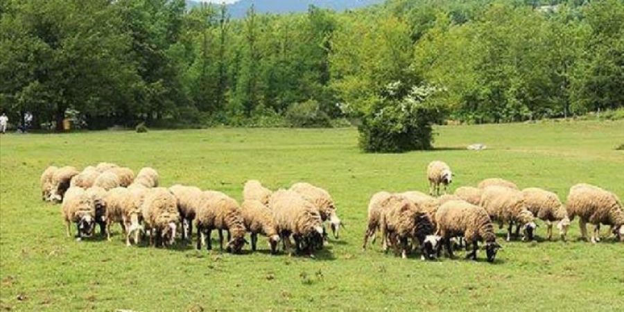 Π.Ε. Μαγνησίας: Για θανάτωση άλλα 5.000 αμνοερίφια λόγω της ευλογίας