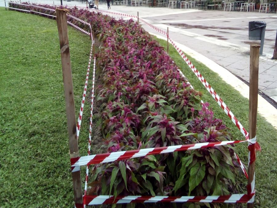 Εκατοντάδες Σελόζιες φυτεύτηκαν στον ανθώνα της πλατείας Πλαστήρα