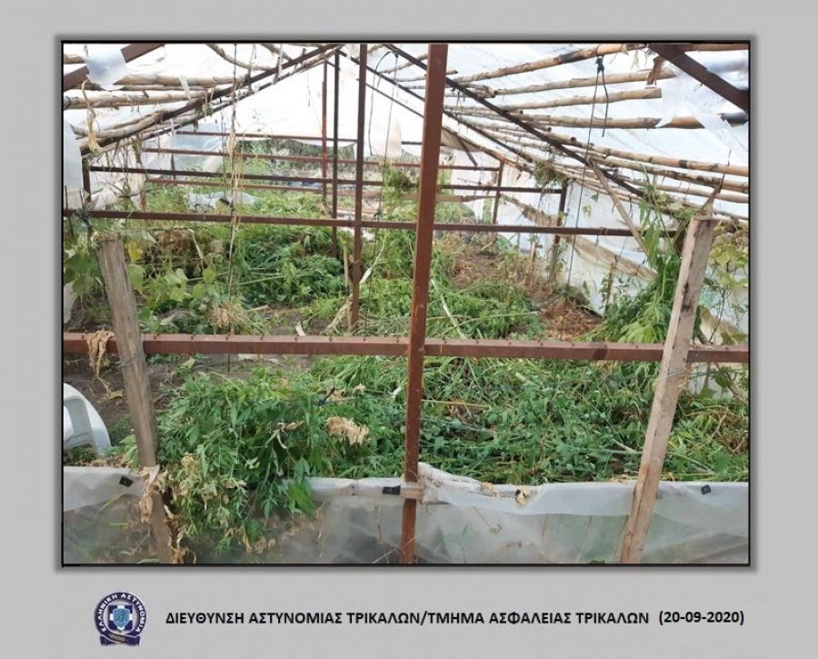 Σύλληψη άνδρα στην ευρύτερη περιοχή των Τρικάλων για φυτεία κάνναβης