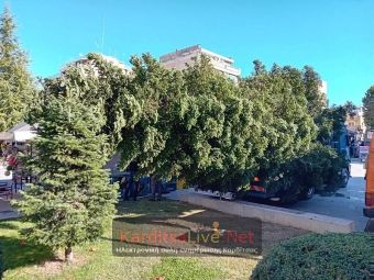 Από το Καταφύγι το Χριστουγεννιάτικο Δέντρο που θα στηθεί στην κεντρική πλατεία Καρδίτσας – δωρεά από ιδιώτη