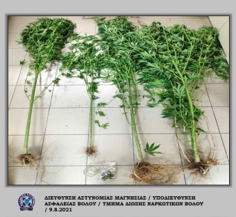 Βόλος: Αστυνομικός σκύλος "ξεψάχνισε" δενδρύλλια κάνναβής σε αυλή σπιτιού