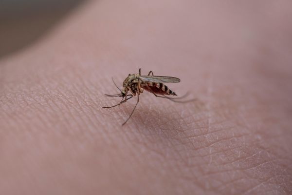 Ιός Δυτικού Νείλου: Σταθερή η εικόνα στην Π.Ε. Καρδίτσας – 47 συνολικά οι θάνατοι, 20 νέα κρούσματα σε όλη τη χώρα