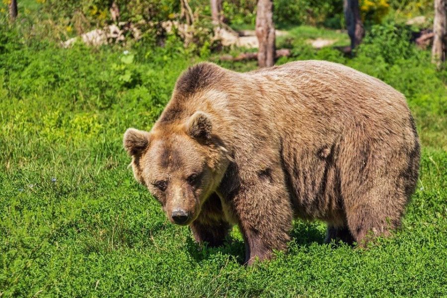 Συγκρότηση επιτροπής για αντιμετώπιση περιστατικών προσέγγισης αρκούδας σε κατοικημένες περιοχές του ν. Καρδίτσας