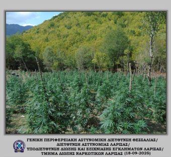 Καλλιεργούσαν 10 στρέμματα κάνναβη σε δασώδη περιοχή στον Όλυμπο (+Φωτο)
