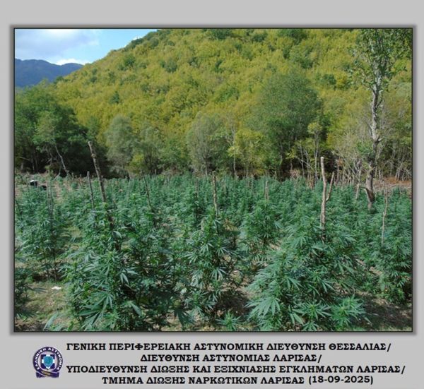 Καλλιεργούσαν 10 στρέμματα κάνναβη σε δασώδη περιοχή στον Όλυμπο (+Φωτο)