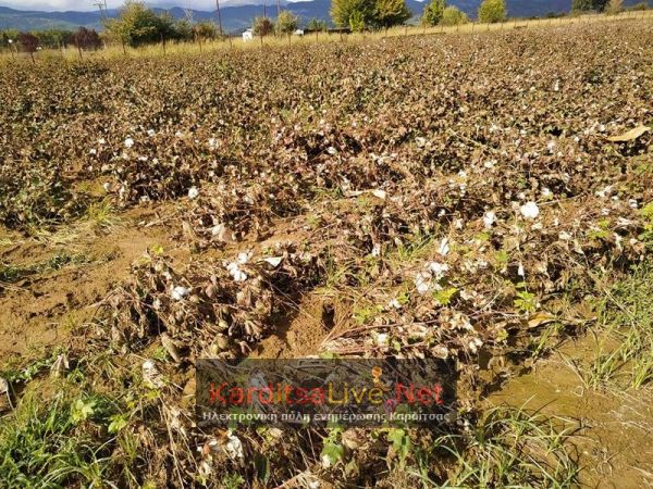 Ανείπωτη τραγωδία βιώνουν οι παραγωγοί στο νομό Καρδίτσας - Αναλυτικά στοιχεία!!! (+Φώτο)