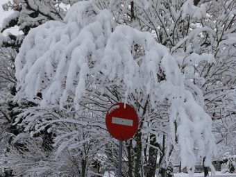 Περιβαλλοντική και Οικολογική Παρέμβαση: "Στο έλεος του Χιονιά το Μουζάκι και τα Δέντρα του..."