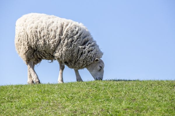 Υποδιεύθυνση Κτηνιατρικής Π.Ε. Καρδίτσας: Ενημέρωση για εστία Ευλογιάς του Προβάτου στην Τουρκία