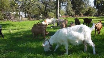 Αποζημιώσεις ύψους 1.813.719 ευρώ σε κτηνοτρόφους της Θεσσαλίας