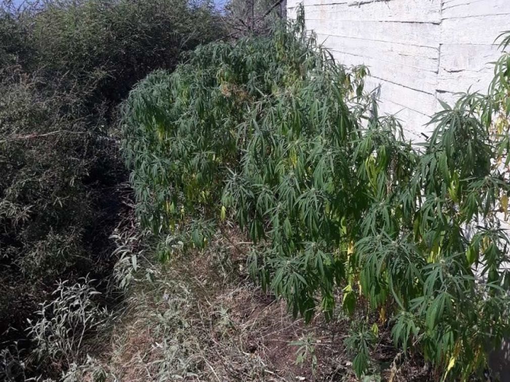 Σύλληψη 55χρονου στη Στυλίδα για μίνι φυτεία κάνναβης