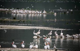 Αναδεικνύονται 76 υγρότοποι της Θεσσαλίας