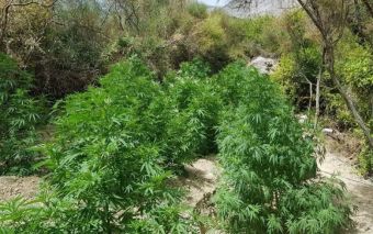 Εντοπισμός φυτειών κάνναβης στην περιοχή της Λίμνης Πλαστήρα