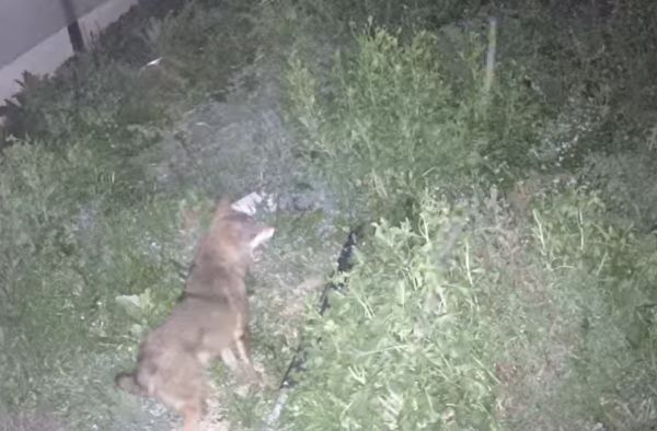 Ζημιές σε ζωικό κεφάλαιο σε Μαγούλα, Κρανιά και Παλαιοχώρι από επίθεση άγριου ζώου