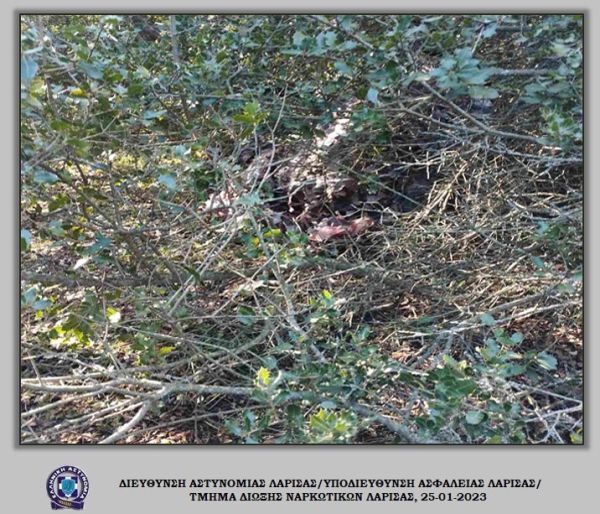 35 κιλά κάνναβη "ξετρύπωσαν" οι αστυνομικοί σε περιοχή του Κιλελέρ
