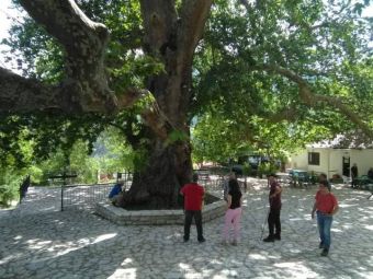 Αναπόφευκτο το τέλος του ιστορικού πλατάνου στο Λεοντίτο - Προσβλήθηκε από μεταχρωματικό έλκος