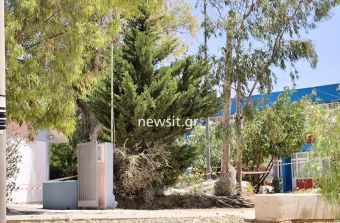 Παπάγου: Νεκρός εργαζόμενος που καταπλακώθηκε από δέντρο κατά τη διάρκεια κοπής του