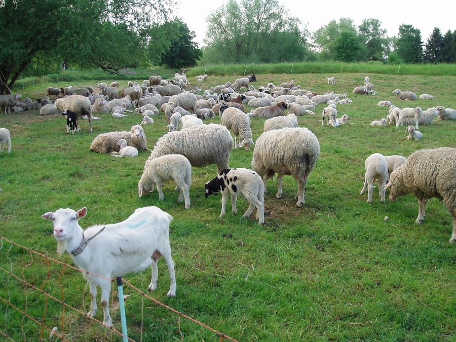 EFSA για ευλογιά: Δεν υπάρχουν εμβόλια εγκεκριμένα σε επίπεδο Ευρωπαϊκής Ένωσης - Περίπλοκη η ελληνική περίπτωση για τον εμβολιασμό
