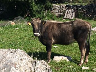 Στήριξη των κτηνοτρόφων των ορεινών περιοχών ζητούν από το Υπ.Α.Α.Τ. Δήμαρχοι και εκπρόσωποι κτηνοτροφικών συλλόγων