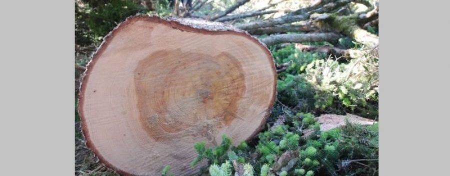 Υλοτόμος έχασε τη ζωή στην Εύβοια - Καταπλακώθηκε από δέντρο