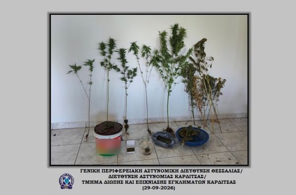 Συνελήφθη 51χρονος στην Καρδίτσα που καλλιεργούσε δενδρύλλια κάνναβης