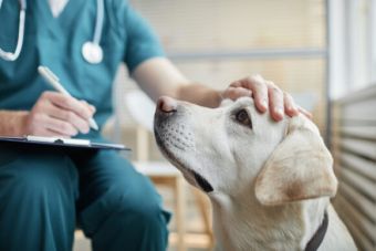 Σύμβαση με ιδιώτη κτηνίατρο για τα αδέσποτα ζώα θα συνάψει ο Δήμος Καρδίτσας