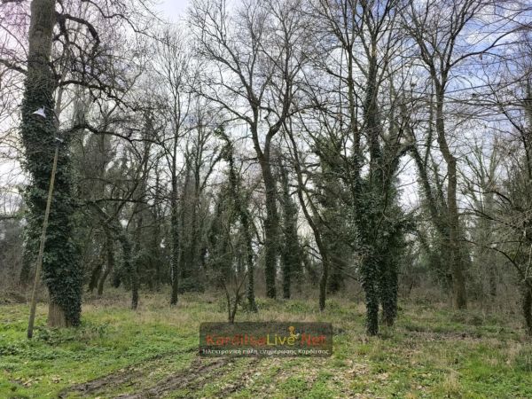 Εγκρίθηκε η μελέτη για δημιουργία χώρου δασικής αναψυχής στην «Παπαράντζα» - Τι προβλέπει