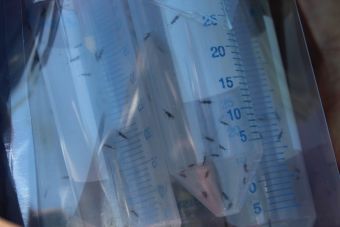 Πρόγραμμα για την προστασία της καστανοκαλλιέργειας από τη σφήκα της καστανιάς