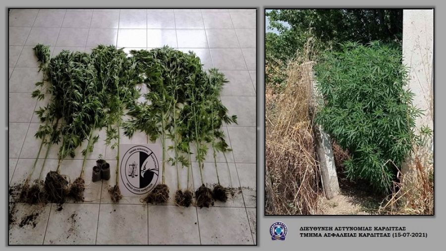 Συνελήφθη άνδρας στον Παλαμά για καλλιέργεια δενδρυλλίων κάνναβης