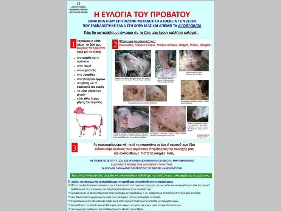 Κρούσμα ευλογιάς σε εκτροφή προβάτων στην Φθιώτιδα - Σε εφαρμογή όλα τα προβλεπόμενα σχέδια