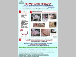 Κρούσμα ευλογιάς σε εκτροφή προβάτων στην Φθιώτιδα - Σε εφαρμογή όλα τα προβλεπόμενα σχέδια