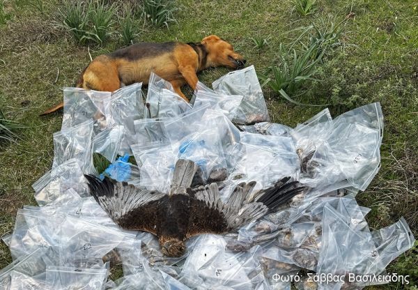 Νεκρά ζώα και πουλιά και 195 δηλητηριασμένα δολώματα εντοπίστηκαν σε ορεινή περιοχή μεταξύ Τρικάλων και Λάρισας