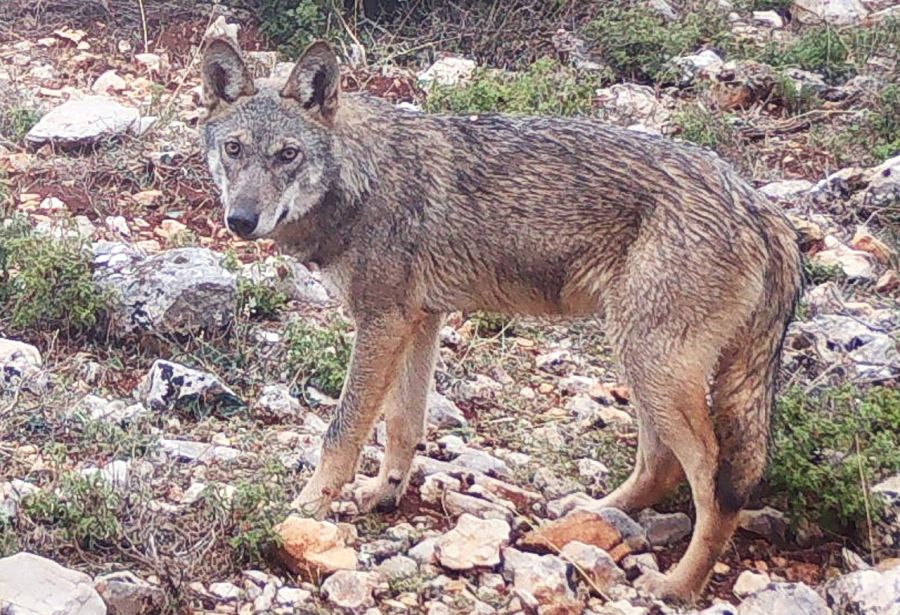 Επίθεση λύκου στην Πάρνηθα: «Ξέφυγα με σκισμένα ρούχα», αναφέρει κάτοικος της περιοχής